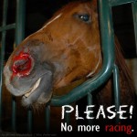 Cruel Horse Racing in 60 Seconds WARNING Graphic Images