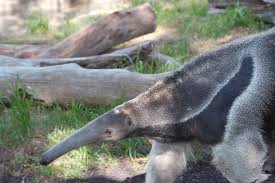 Fun Facts about Giant Anteaters