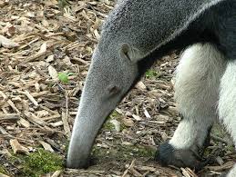 Fun Facts about Giant Anteaters