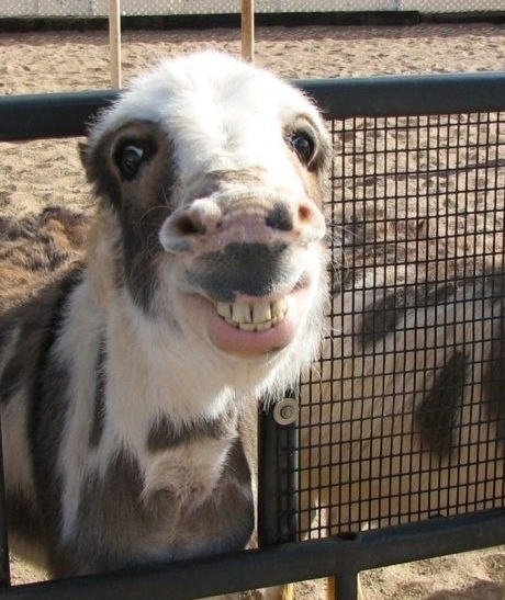 goofy animal pics