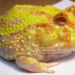 South American Horned Frog, Pacman Frog, Cuteness Alert!