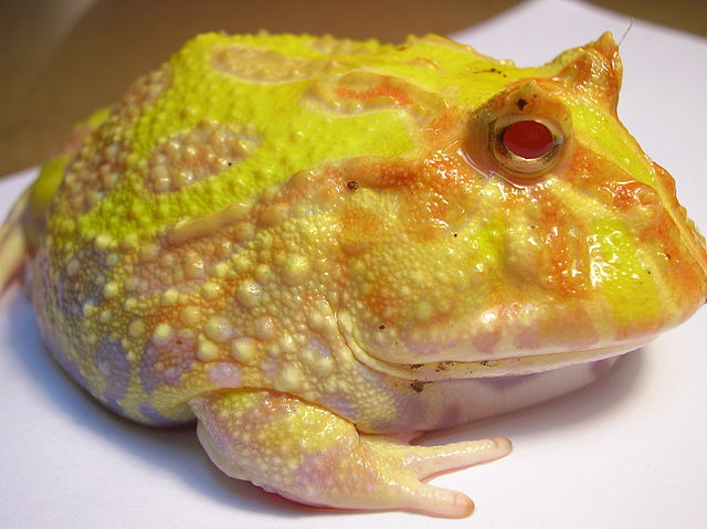 South American Horned Frog