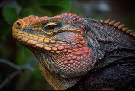 Jamaican Iguana Thought to be Extinct Makes a Comeback