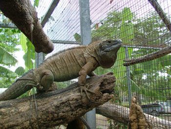 Jamaican Iguana Thought to be Extinct Makes a Comeback