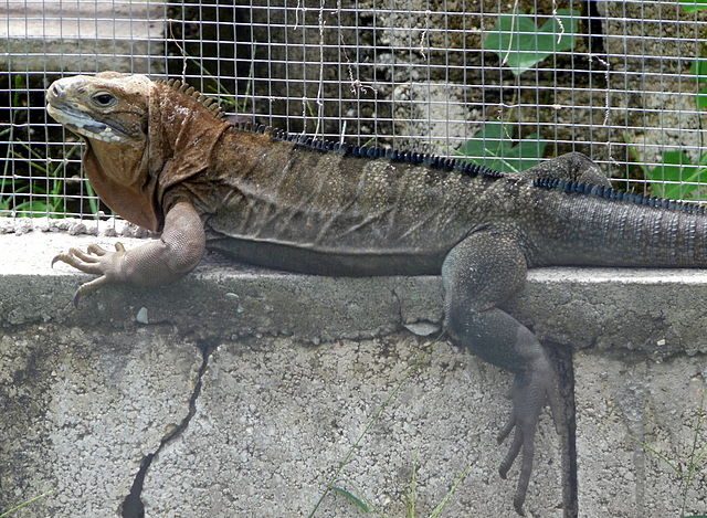 Jamaican Iguana Thought to be Extinct Makes a Comeback