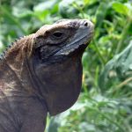Jamaican Iguana Thought to be Extinct Makes a Comeback