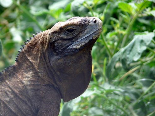 Jamaican Iguana Thought to be Extinct Make a Comeback