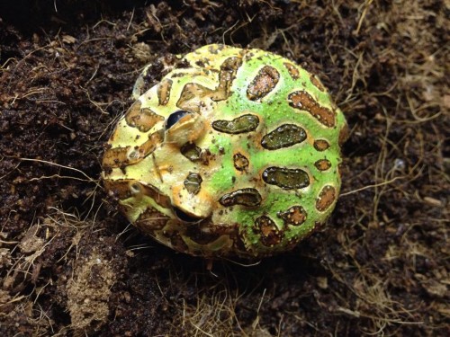 South American Horned Frog, Pacman Frog, Herman, Mary Stewart - https://www.animalbliss.com