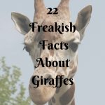 22 Freakish Facts About Giraffes You Will be Glad You Know