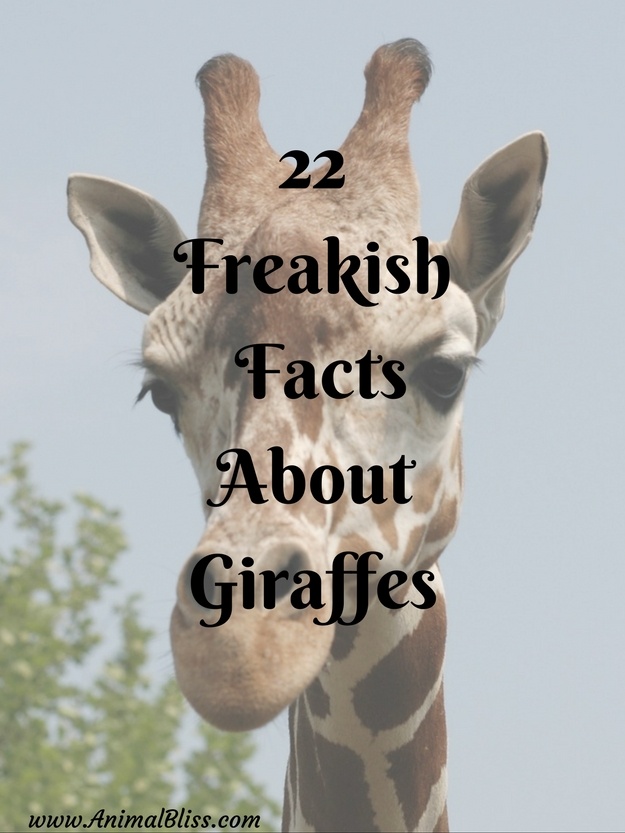 22 Freakish Facts about Giraffes