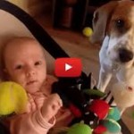 Guilty Dog Steals Toy From Baby, Then Makes Up For It