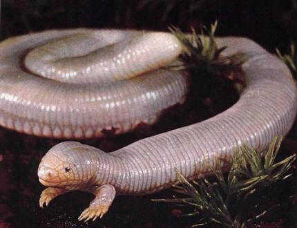 MEXICAN MOLE LIZARD, Bipes biporus, or five-toed worm lizard, looks like an earthworm with two front legs that burrows eats meat. Weirdo!