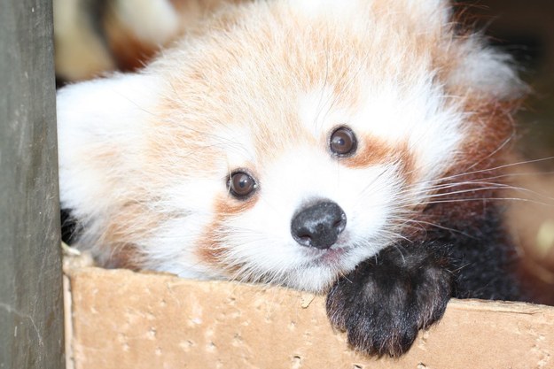 Red Panda Bear Facts and Pictures, Panda Bear Sounds