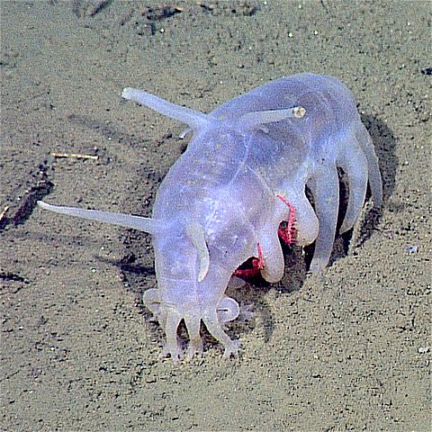 What is a Sea Pig? Icky Mushy, Mushy Sea Cucumber Thing?