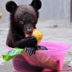 Meet Smudge, Baby Moon Bear Given New Lease on Life