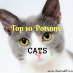 Top 10 Poisons for CATS, Beware of These Feline Toxins