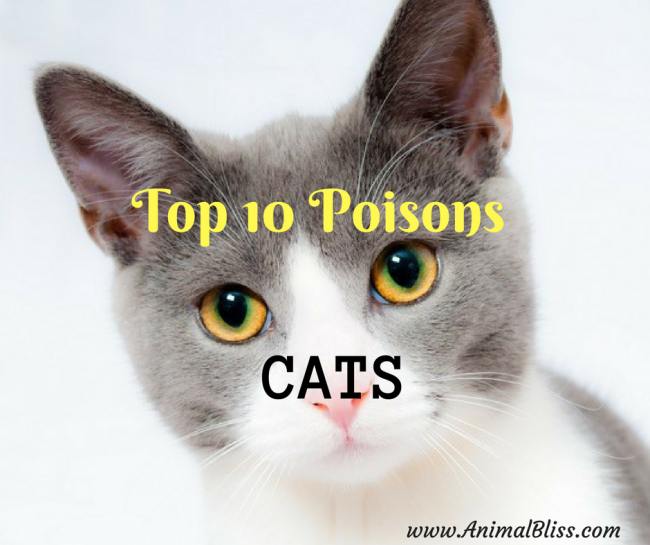Top 10 Poisons for CATS, Beware of These Feline Toxins