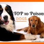 Top 10 Poisons for DOGS, Beware These Dangerous Toxins