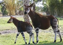 Okapi