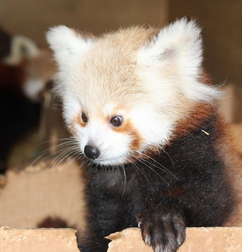 Red Panda Bear Facts and Pictures, Panda Bear Sounds