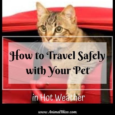 How to Travel Safely with Your Pet in Hot Weather