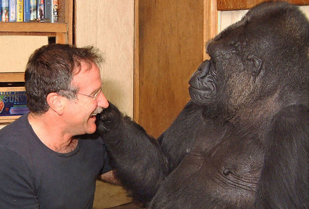 Koko the Gorilla Mourns Robin Williams Death