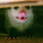 DIY Possum Control Trap, Controlling Backyard Possums