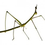 Stick Insects as Exotic Pets? Read this First!