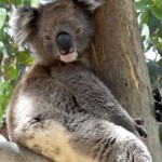 Why Do Koalas Hug Trees?  The Answer May Surprise You!