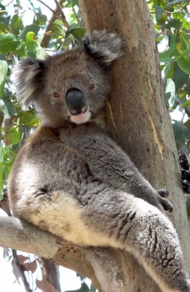 Why Do Koalas Hug Trees? It seems that the recent onslaught of heat waves in Australia is causing the koalas to develop a new behavior.