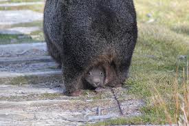 Unique Wombat Facts