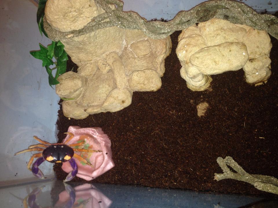 Do Halloween Moon Crabs Make Good Pets? Find out here!