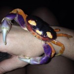 Do Halloween Moon Crabs Make Good Pets? Find out here!