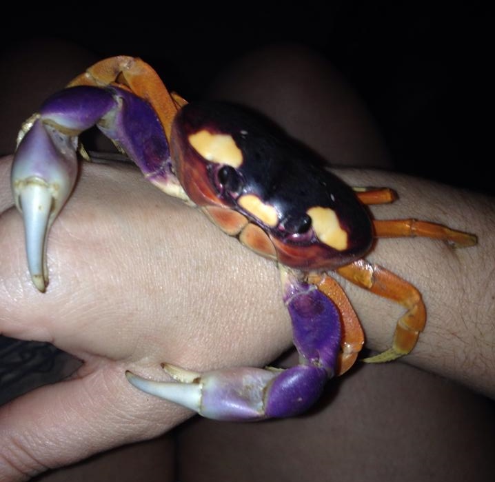 Do Halloween Moon Crabs Make Good Pets?