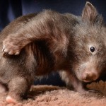 Unique Wombat Facts You Will Want to Share, Trust Me