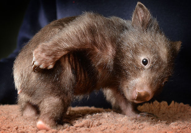 Unique WOMBAT facts