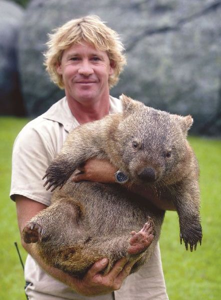 Unique WOMBAT Facts You Will Want to Share