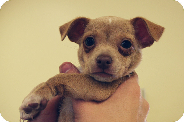https://www.flickr.com/photos/dawnashley/2327499856/in/faves-127996955@N08/ 7 Questions to Ask Breeders Before Buying a Puppy