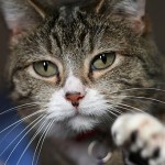 CarPET Scratch Stopper Review, Save Carpet, No Declaw!