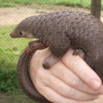 Cool Facts About the Pangolin, Is it a reptile?  No.  What then?