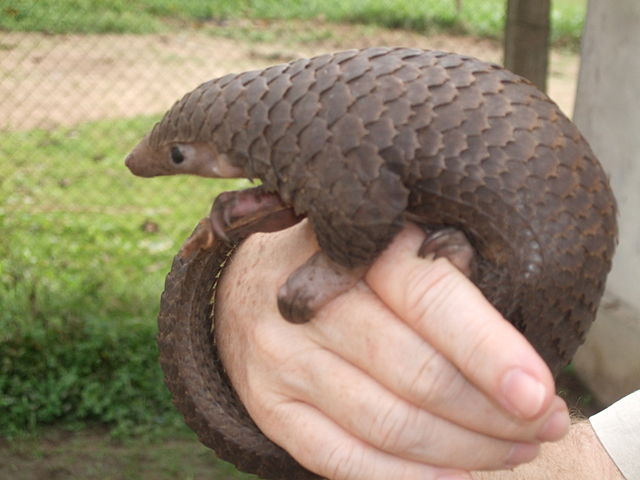 Cool Facts About the Pangolin