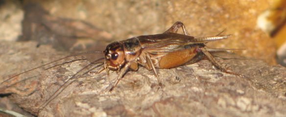 How to Care for Live Crickets