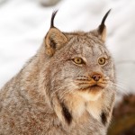 Canada Lynx Victory,  25 Million Acres Won in Six States