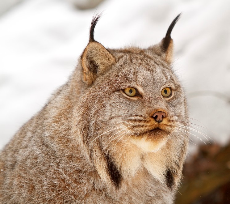 Canada Lynx Victory, 25 Million Acres Won in Six States