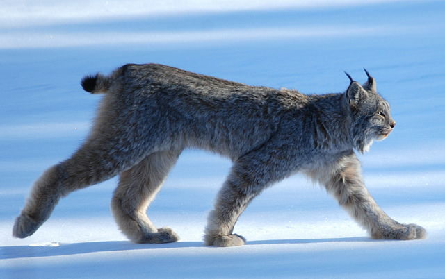 Canada Lynx Victory, 25 Million Acres Won in Six States