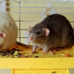 Cardboard Boxes and Rats, Pet Rats