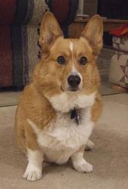 Corgi Dancing For Kibble, The Best of Sparky