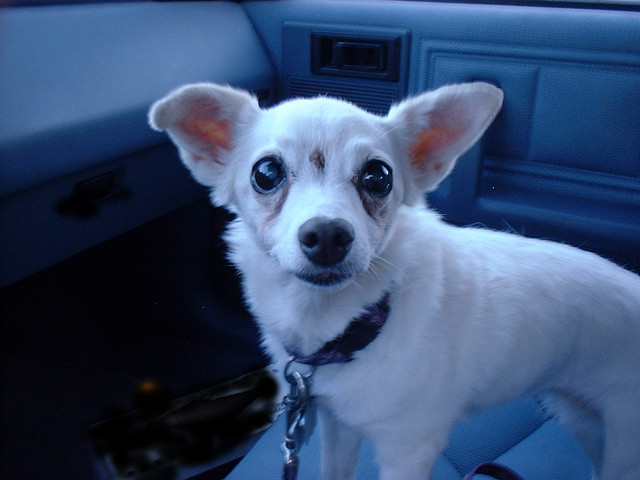 How to Make Car Rides Less Stressful for Pets