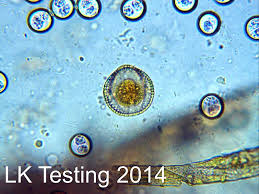 What Kinds of Intestinal Parasites Can My Reptile Get?