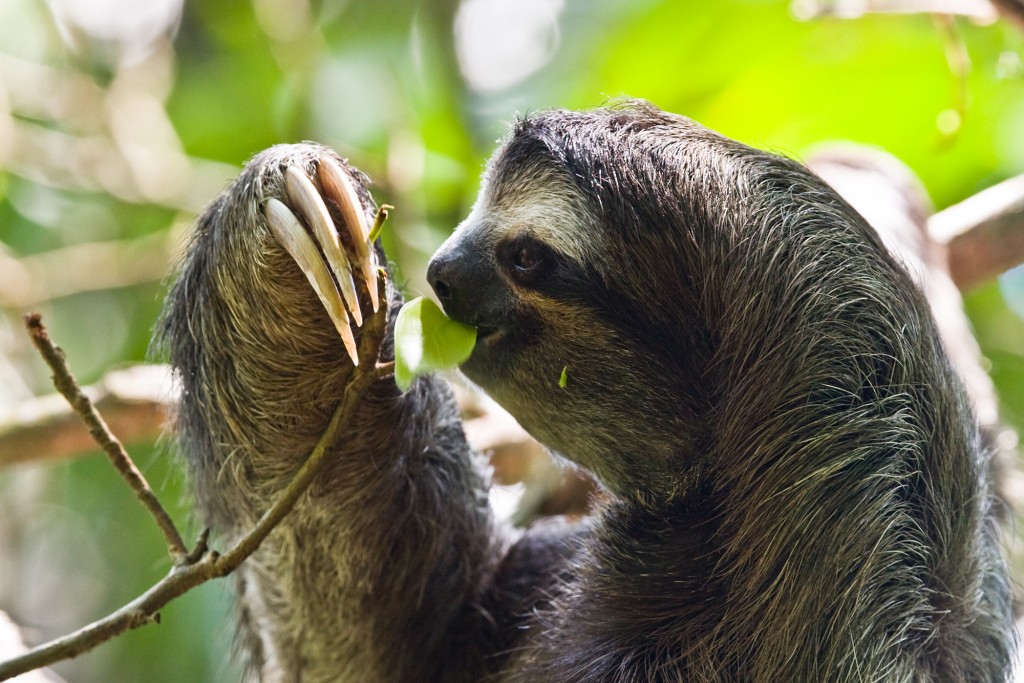 Sloths being cute
